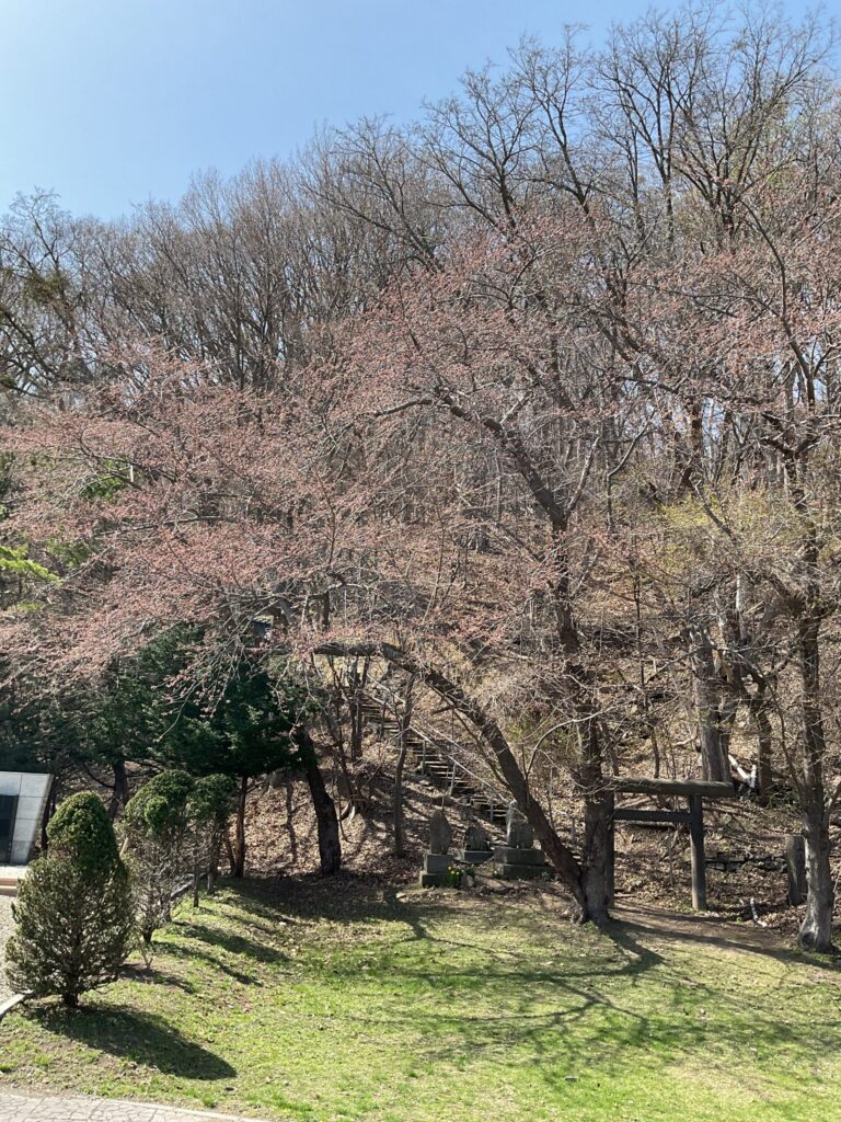 山鼻川緑地の桜