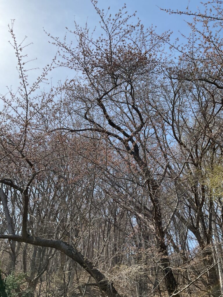 山鼻川緑地の桜