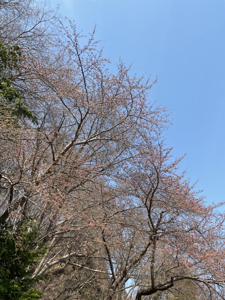 山鼻川緑地の桜