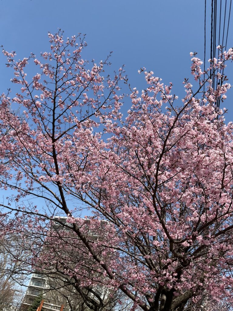 山鼻公園の桜