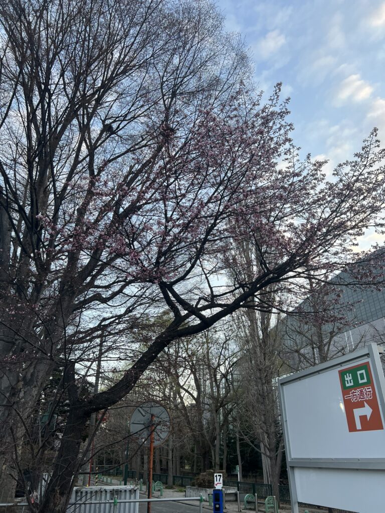 中島公園の桜