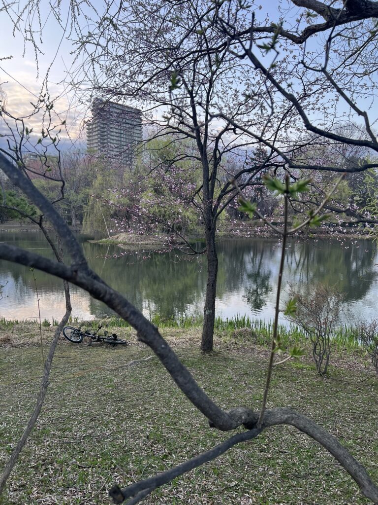 中島公園の桜