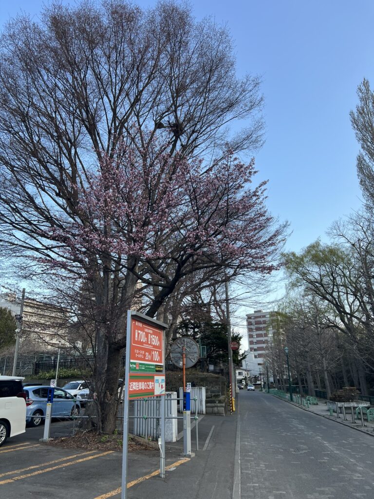 中島公園の桜