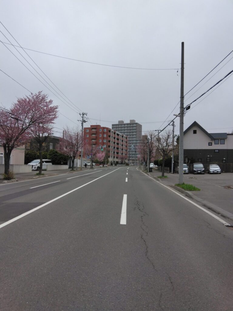 札幌西14丁目市電通り沿線の桜