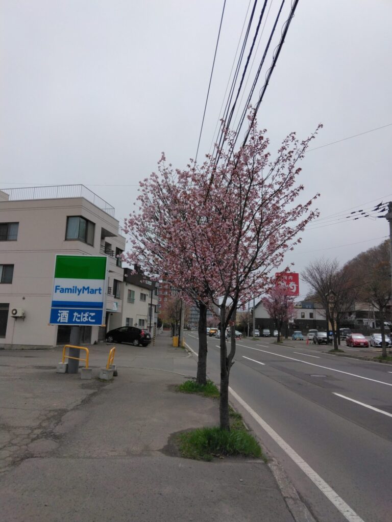 札幌西14丁目市電通り沿線の桜