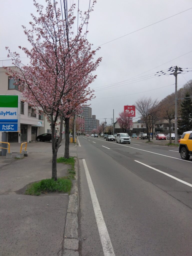 札幌西14丁目市電通り沿線の桜